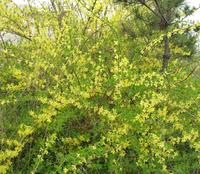 連翹飲子 連翹飲子