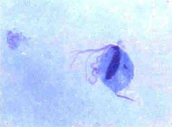 外穴屋滴蟲 外穴屋滴蟲