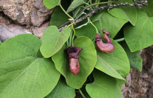 東北馬兜鈴 東北馬兜鈴