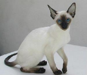 Siamese cat