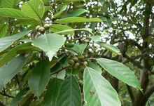 烏石鎮[安徽省黃山市烏石鎮]