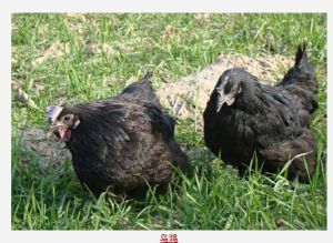 烏雞01