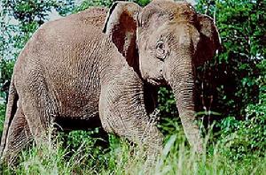 （圖）婆羅洲矮象