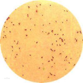 蛋白腖化菌 蛋白腖化菌