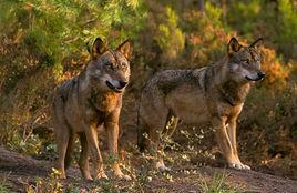 額爾古納河狼 額爾古納河狼