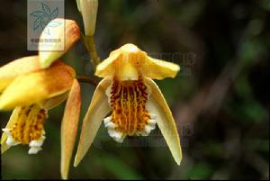 黃花白及 黃花白及