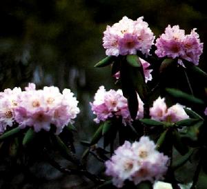 腺房杜鵑 腺房杜鵑