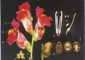 四強雄蕊 四強雄蕊