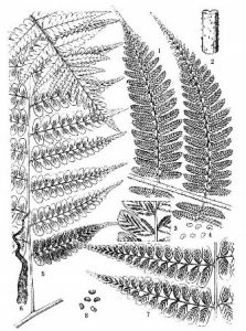 大葉短腸蕨 大葉短腸蕨