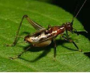 樹蟋亞科 樹蟋亞科