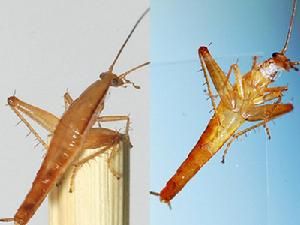 跳躍蟑螂 跳躍蟑螂