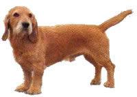 淺黃不列塔尼短腿犬 淺黃不列塔尼短腿犬