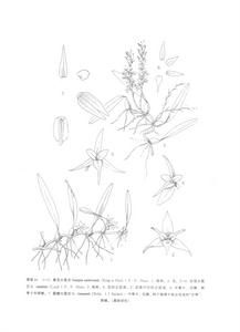 圓瓣大苞蘭 圓瓣大苞蘭