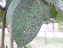 紫薇煤污病 紫薇煤污病