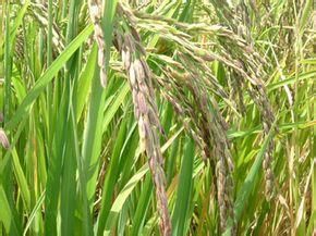 長穗糯米香 長穗糯米香