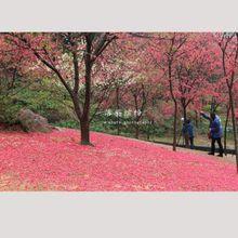 衡陽南郊公園櫻花園