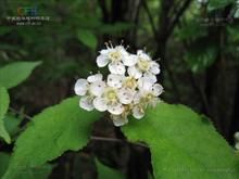 褐毛石楠 褐毛石楠