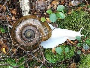 白化蝸牛 白化蝸牛