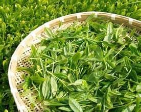 銘茶 銘茶