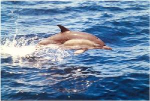 短喙真海豚Delphinus delphis