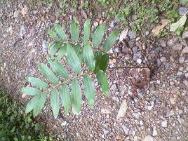 玉竹黃精 玉竹黃精