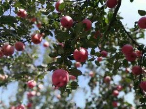 翼城蘋果