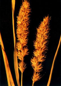 假頭序苔草 假頭序苔草