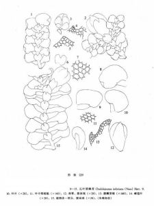 瓦葉唇鱗苔 瓦葉唇鱗苔