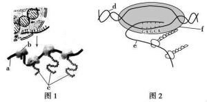遺傳性周期性共濟失調