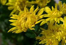 梅蘭竹菊[文化象徵]