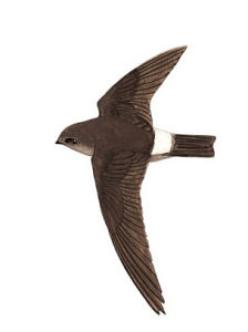 大金絲燕 大金絲燕