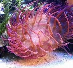 多琳巨指海葵 多琳巨指海葵