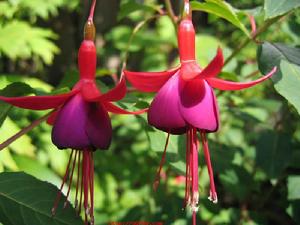 白萼倒掛金鐘 白萼倒掛金鐘