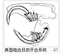 典型齧齒目的牙齒系統