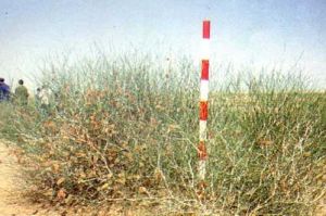 頭髮草主要分布於我國甘肅、新疆、內蒙等省區。  具有抗風蝕、耐沙埋、耐沙割、抗乾旱、耐盆瘠及枝條茂密、萌櫱力強、根系發達等特性，能適宜條件極端嚴酷的乾旱荒漠區生長，是沙質荒漠的重要建群種之一，由它所組成的群落是荒漠區典型的沙漠植被。