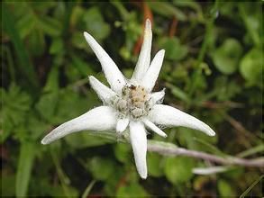 堅桿×戟葉火絨草 堅桿×戟葉火絨草