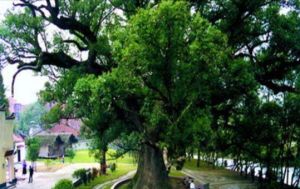 古名酒文化村 古名酒文化村