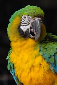 布魯芬氏金剛鸚鵡 布魯芬氏金剛鸚鵡