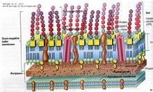 蜂房哈夫尼亞菌 蜂房哈夫尼亞菌