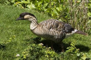 夏威夷鵝 夏威夷鵝