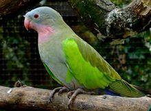 公主鸚鵡
