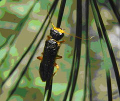 中胸前盾片 中胸前盾片