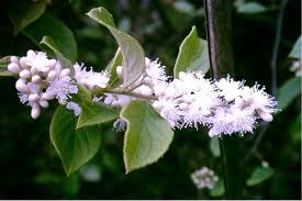 華山礬根 華山礬根