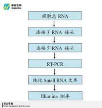 small RNA