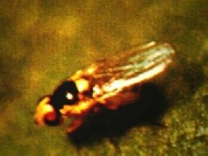 油菜美洲斑潛蠅 油菜美洲斑潛蠅