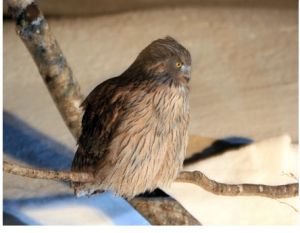 毛腿漁鴞 毛腿漁鴞