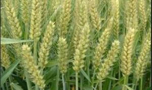 汝麥0319 汝麥0319