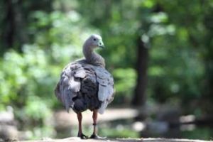 蠟嘴雁屬 蠟嘴雁屬