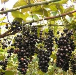 羅城葡萄 羅城葡萄