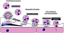 選擇素家族 選擇素家族